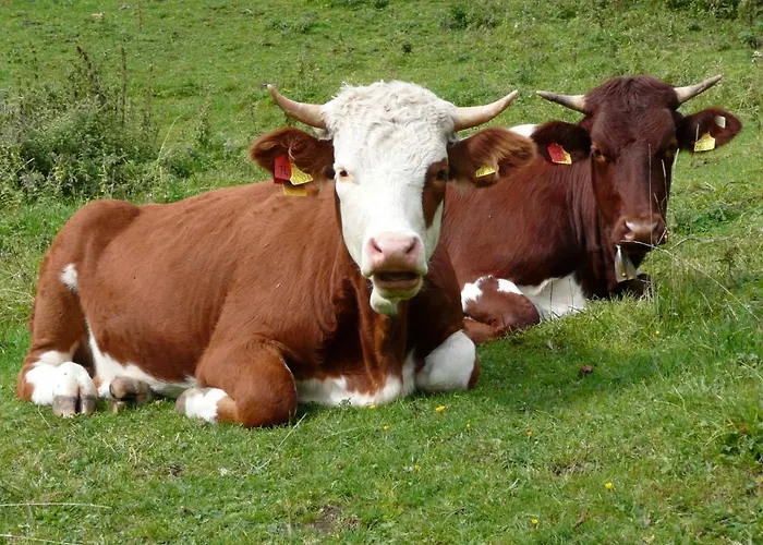 Alloggio per agriturismo Marchlhof *